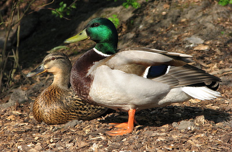 Дивља патка. Фотографија је преузета са википедијине оставе Дивља патка. Фотографија је преузета са википедијине оставе