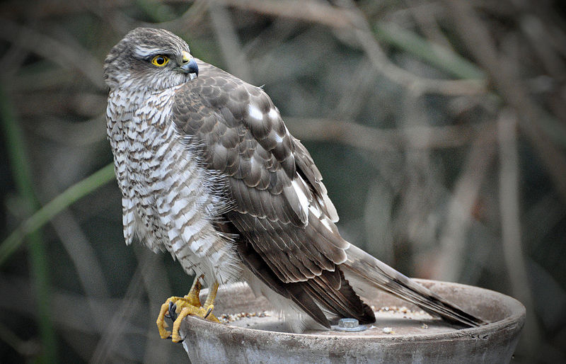 Кобац. Фотографија је преузета са википедијине оставе Кобац. Фотографија је преузета са википедијине оставе