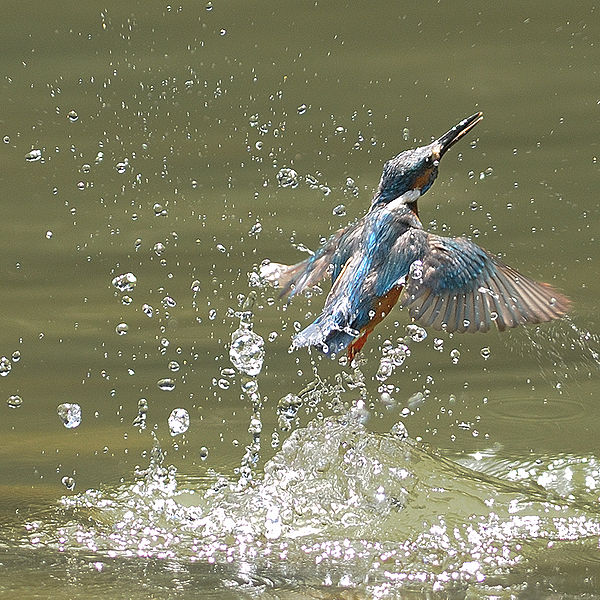 Водомар узлијеће из воде.