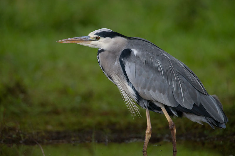 Сива чапља. Фотографија је преузета са википедијине оставе Сива чапља. Фотографија је преузета са википедијине оставе