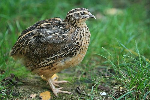 Препелица. Фотографија је преузета са сајта Flickr Препелица. Фотографија је преузета са сајта Flickr
