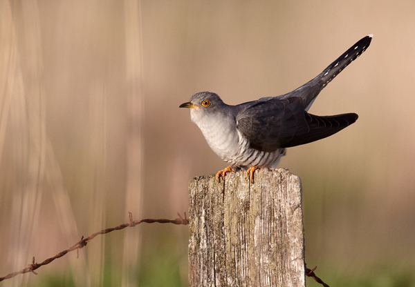 Обична кукавица. Фотографија је преузета са википедијне оставе Обична кукавица. Фотографија је преузета са википедијне оставе