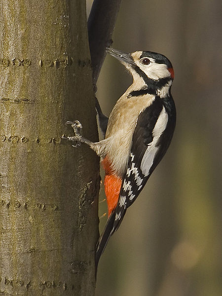 Велики дјетлић. Фотографија је преузета са википедијине оставе Велики дјетлић. Фотографија је преузета са википедијине оставе