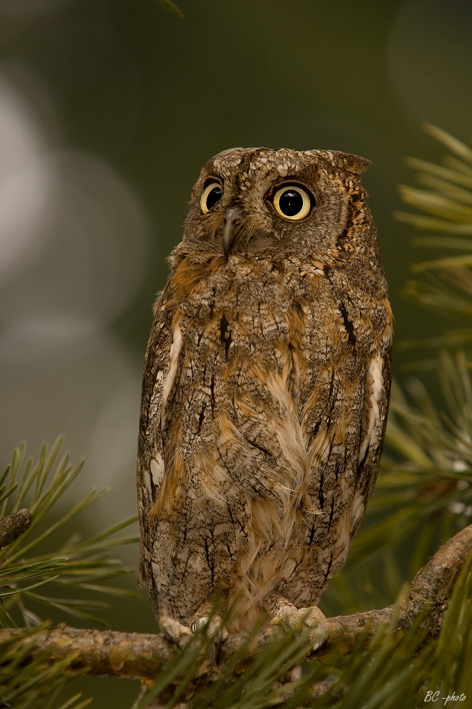 Ћук. Фотографија је преузета са википедијине оставе Ћук. Фотографија је преузета са википедијине оставе