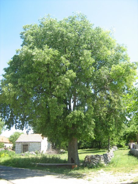 Кошћела (Celtis australis) у Биочићу Кошћела (Celtis australis) у Биочићу